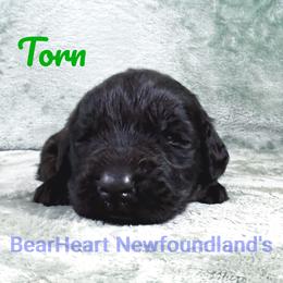 Torn - Black male Newfoundland puppy in Cortez, Colorado from Bear Heart Newfoundlands, LLC