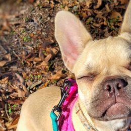 French Bulldogs from Fluffing Frenchies LLC