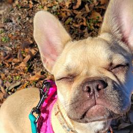 French Bulldogs from Fluffing Frenchies LLC