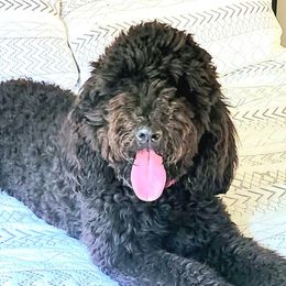 Goldendoodles and Poodles from Jericho Junction Doodles and Poodles