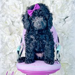 Lilly - Black Cockapoo puppy in Otisville, Michigan from Danie’s Darling Doodles LLC