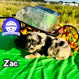 BMF black collar - Blue merle female Australian Shepherd puppy in Greenville, Texas from Amandas Aussies