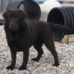 Labrador Retrievers from Rustic Ridge Labradors