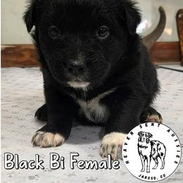 Wednesday - Black & white female Miniature Australian Shepherd puppy in Jaroso, Colorado from Heaven Sent Aussies