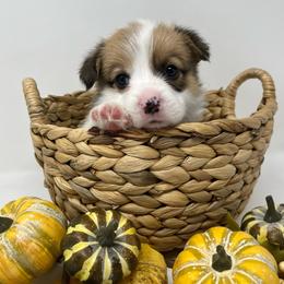 Lincoln - Sable male Pembroke Welsh Corgi puppy in Waco, Texas from The Comma Corgis