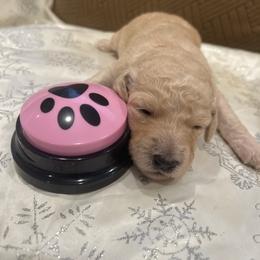 Adora - Apricot female Poodle puppy in Mobile, Alabama from Semmy’s Standard Poodle LLC