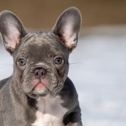 American Bullies and French Bulldogs from Nitro’s Bullies