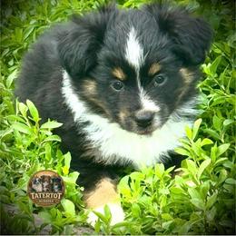 Astra - Black tri female Toy Australian Shepherd puppy in Humansville, Missouri from Tater Tot aussies