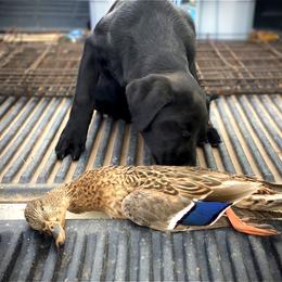 Labrador Retriever Puppies from J and D Retrievers