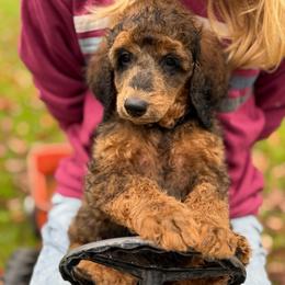 Denver - Brindle male Poodle puppy in St. Johnsbury, Vermont from Poodles of the Northern Woods