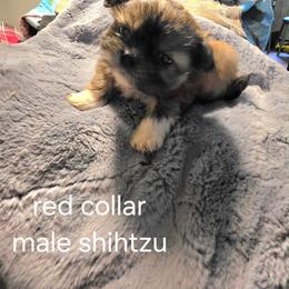 Rudy - Brindle male Shih Tzu puppy in Bruceville, Indiana from Baby Girl’s Yorkies, Shih-Tzu, Shorkies