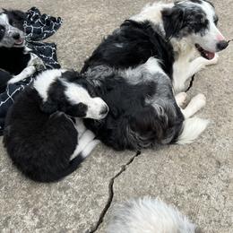 Border Collie Puppies from Roaring River Border Collies