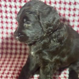 Hershey - Chocolate male Goldendoodle puppy in Tybee Island, Georgia from Castaway Doodles