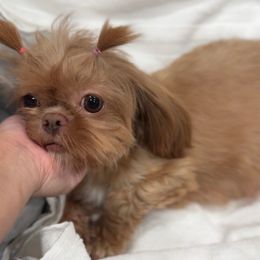 Molly 🍏 - Shih Tzu