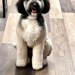 Bernedoodle Puppies from Krissy's Bernedoodles