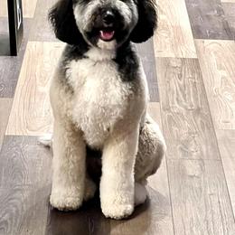 Bernedoodle Puppies from Krissy's Bernedoodles