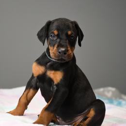 Hustler - Black and rust male Doberman Pinscher puppy in Overton, Texas from Obsidian Kennel