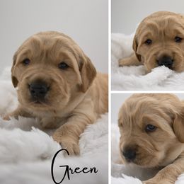 Golden Retriever Puppies from Stormy Hill Golden Retrievers