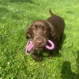 Angel 2 - Chocolate female Labrador Retriever puppy in Wauconda, Illinois from Oksana's Labrador Retrievers