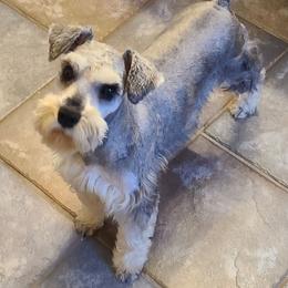 CC - Miniature Schnauzer