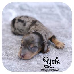 YALE - AKC Registered 3000 - Black and tan male Dachshund puppy in Graceville, Florida from Misty's 101 Doxies