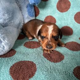 Orion - Dapple male Dachshund puppy in Opelika, Alabama from Dachshund Darlins