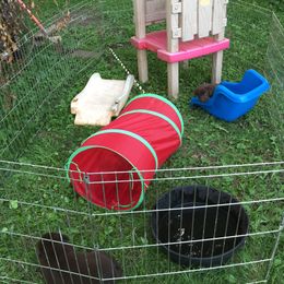 Labrador Retriever Puppies from Dunn’s Marsh Labradors