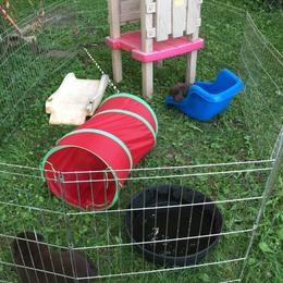 Labrador Retriever Puppies from Dunn’s Marsh Labradors