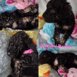Poodle Puppies from Majestic Royalty Poodles