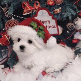 Holly - White female Maltese puppy in North Myrtle Beach, South Carolina from Perfect Puppies