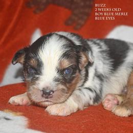 Buzz - Blue merle male Miniature Australian Shepherd puppy in Patterson, North Carolina from DreamLine Aussies