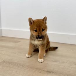 Tozowa - Red male Shiba Inu puppy in Houston, Texas from Sakura Blossom Shibas