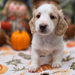Polar - Piebald male Dachshund puppy in Lady Lake, Florida from K Rae's Dachshunds