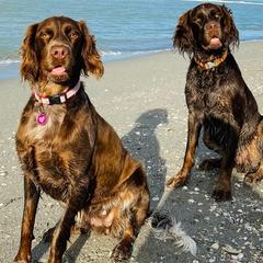 Picardy Spaniels from SW Florida Picardy's