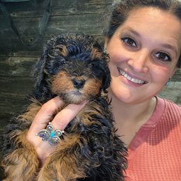 Bernedoodle Puppies from 2 Rose Ranch Doodles