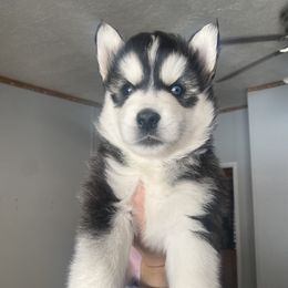 Siberian Husky Puppies from Douglas Mountain Farm and Kennel