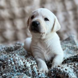 Labrador Retriever Puppies from Knotty Creek Labradors
