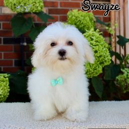 Swayze - White male Maltese puppy in Morehead, Kentucky from Paw Perfect Pets
