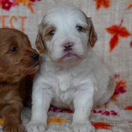 Female 2 of 2 - Parti female Goldendoodle puppy in Macedon, New York from Toodles Goldendoodles