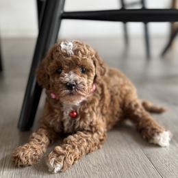 Girl - Red female Cavapoo puppy in Orange, California from SoCal Cavapoos