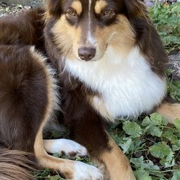 Australian Shepherds from Noble Standard Australian Shepherds