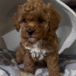 Honey - Red female Havapoo puppy in Lake Ann, Michigan from Riyem Wildflower Farms
