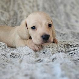 Orange collar - Cream male Dachshund puppy in Pasco, Washington from Loyal Lil Dachshunds