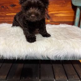 Whiskey - Liver male Yorkshire Terrier puppy in Dierks, Arkansas from Yorkie’s Klassie Kreations