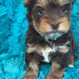 Crumpet (green) - Chocolate, tan and white male Yorkshire Terrier puppy in Parkersburg, West Virginia from Chocolate Diamonds in the RUFF