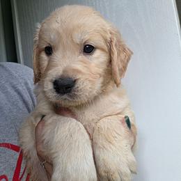 ZEUS - Blue - Golden male Golden Retriever puppy in Lucasville, Ohio from Halo Kennels