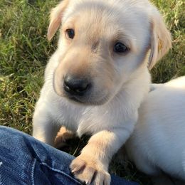 Australian Shepherd and Labrador Retriever Puppies from Wheatland Dog Center