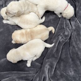 Labrador Retriever Puppies from Flashylabs  AKC GR CHAMPION SIRED