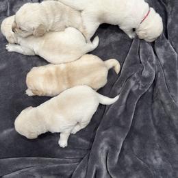 Labrador Retriever Puppies from Flashylabs  AKC GR CHAMPION SIRED