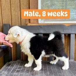Orange collar - Black and white male Yakutian Laika puppy in Bethel, Ohio from Caldersong Kennels